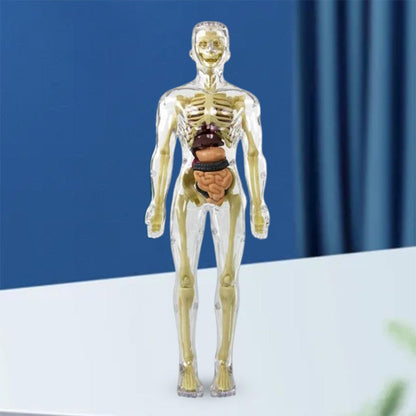 3D human body torso model for kids anatomy model skeleton